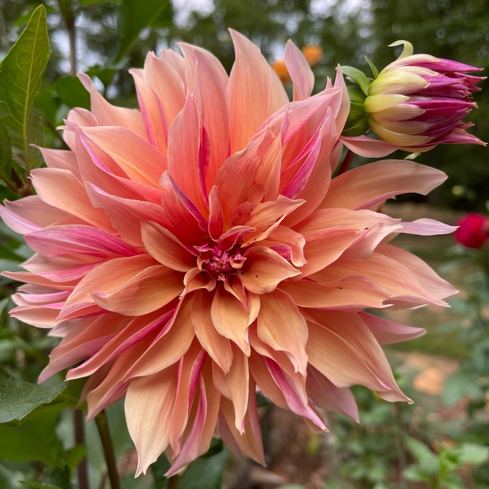 Meet your Posher, Charlotte